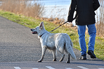 Person walking a dog. 